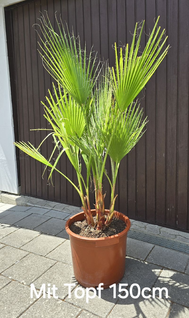 Plantes & graines: Washington robusta Palme – D'occasion à Aarburg par popkorn65 2