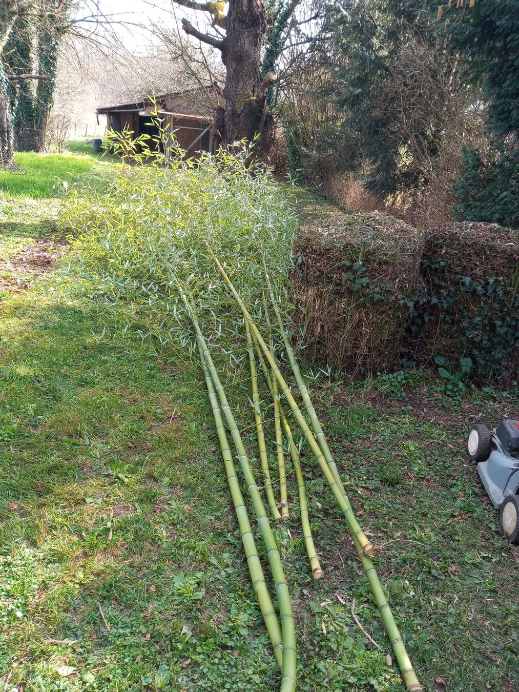 Piante & sementi: Bambous verts coupés – Nuovo (secondo la descrizione) da Payerne venduto da Nnay3000 1