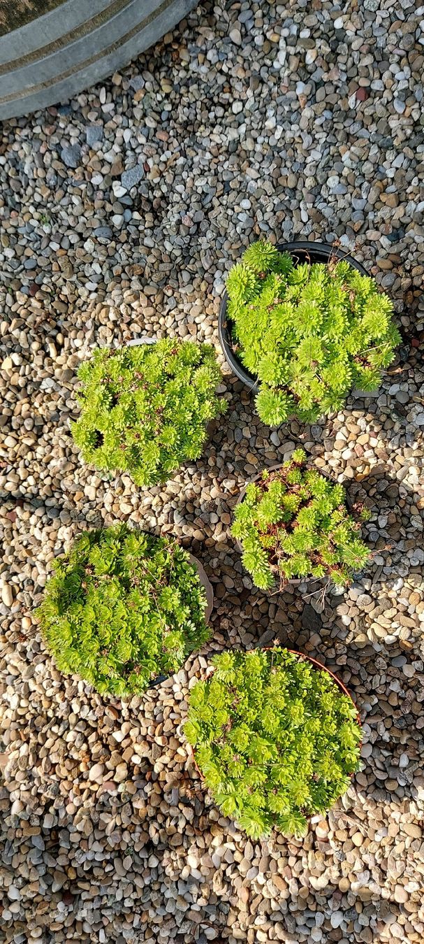Piante & sementi: Steinbrech - Polsterpflanze mit weißen Blüten – Usato da Küssnacht am Rigi venduto da Mukare 2