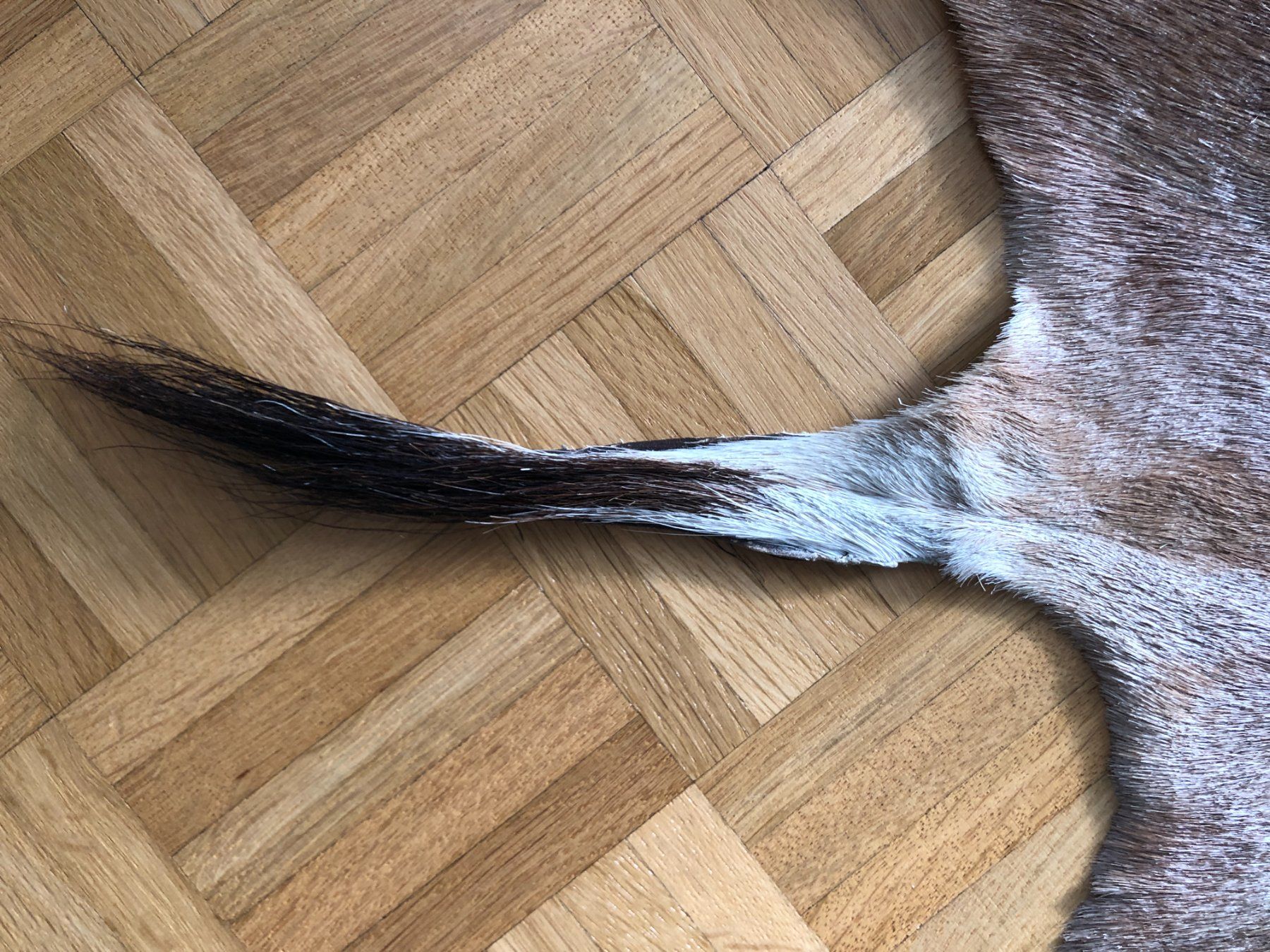 Il mondo degli animali: Blessbock-Fell – Usato da Zürich venduto da BeyTYGURUM 3
