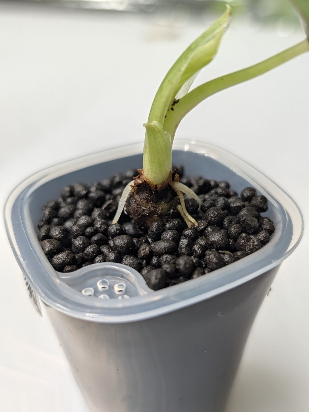 Piante & sementi: 🌱 Alocasia Nebula Aurea – Nuovo (secondo la descrizione) da Frauenfeld venduto da pakFINDS 1