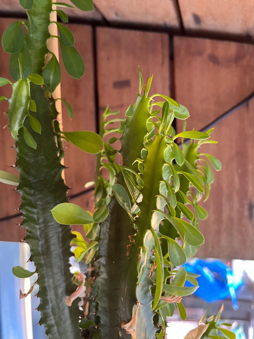 Plantes & graines: Wolfsmilch Kaktus – D'occasion à Lohn-Ammannsegg par nad_nzl8 1