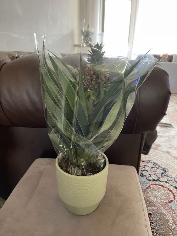 Sehr schöne Ananas pflanze (NEU) Kaufen auf Ricardo