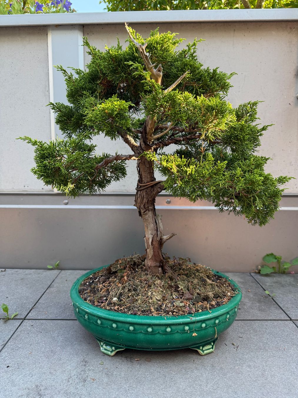 Pflanzen & Samen: Bonsai Chinesischer Wacholder – Gebraucht aus Ennetbaden von miboo 6