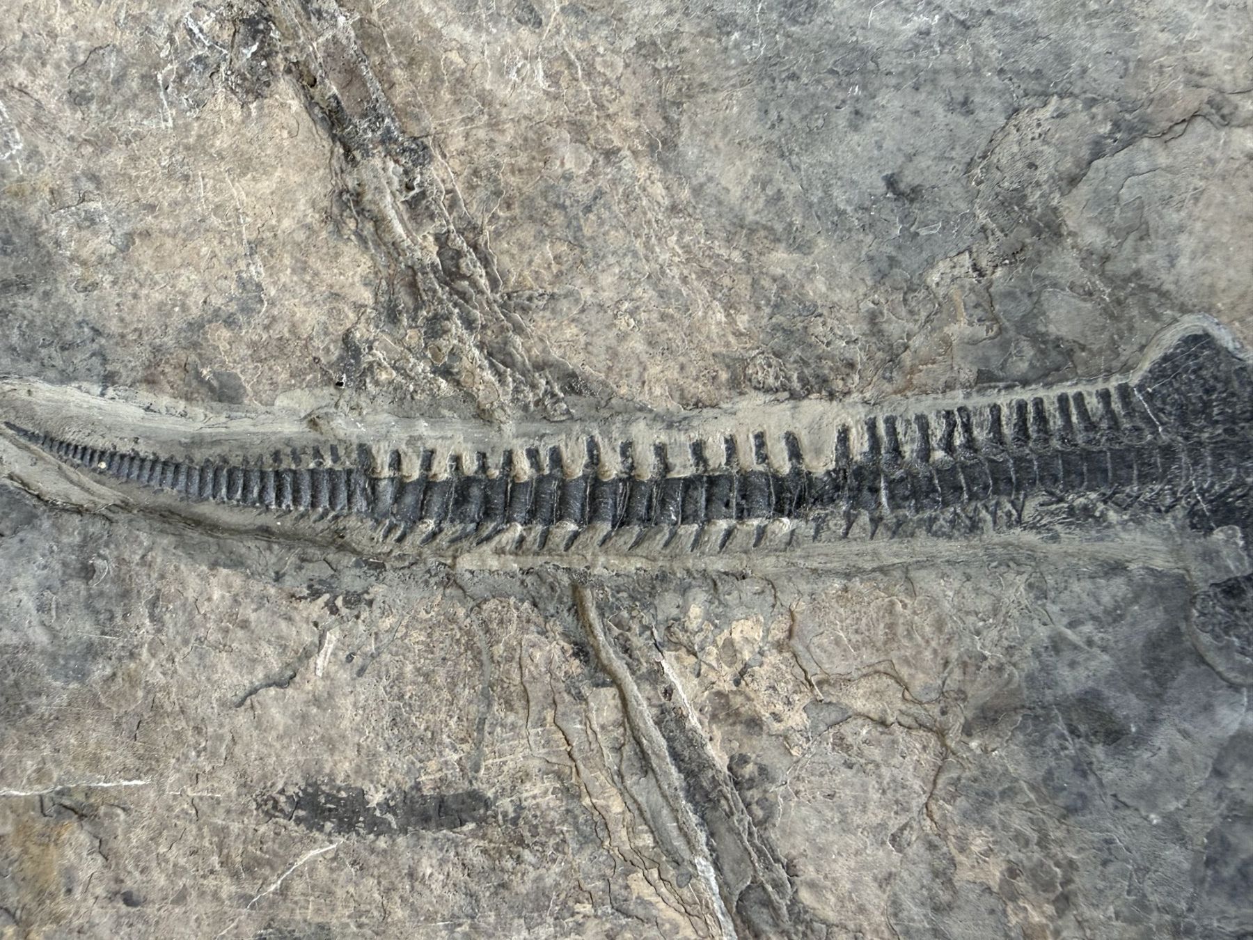 Fossili: Mega Rarität Mixosaurus – Usato da schüpfen venduto da rica122 4