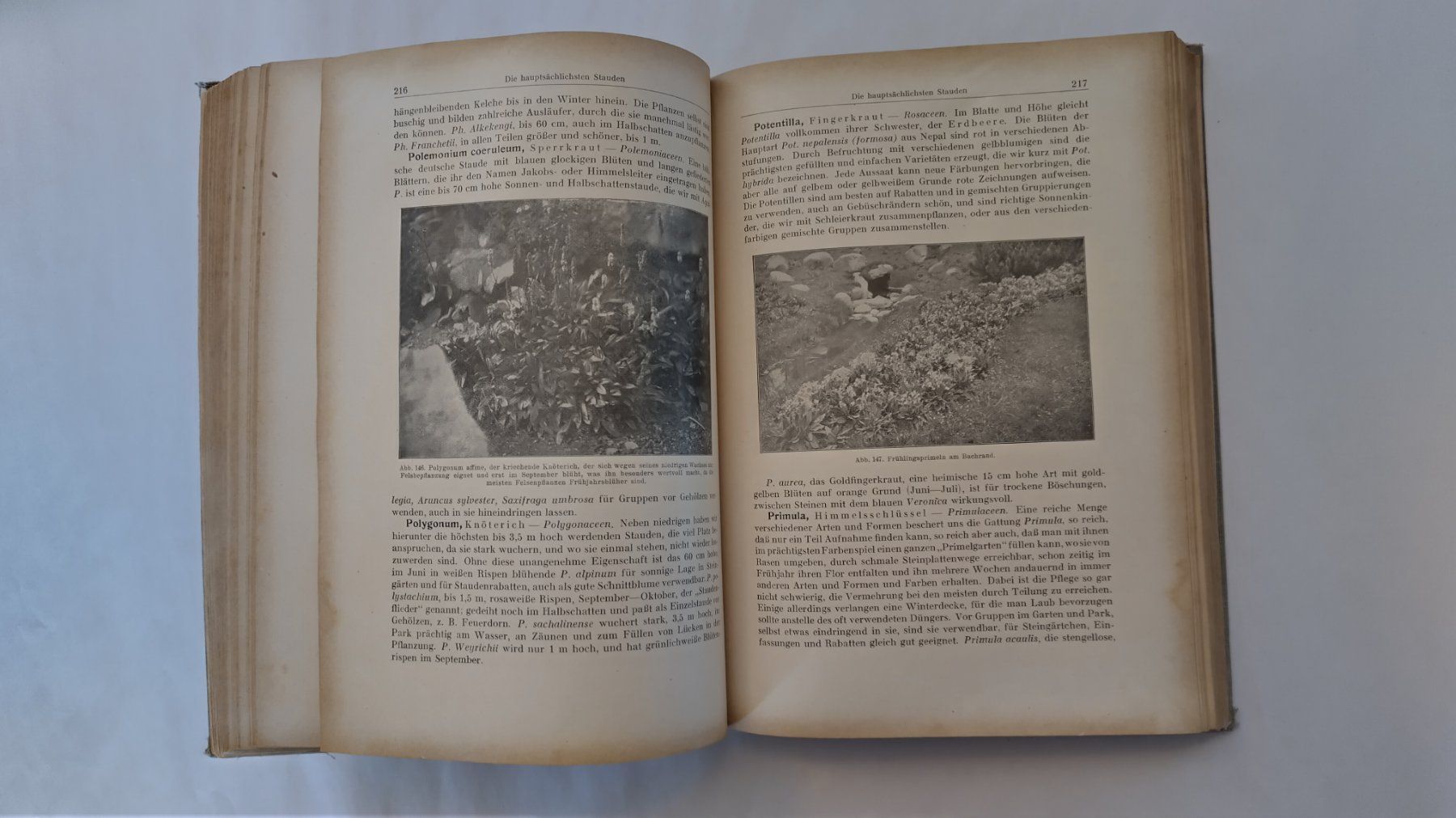 Libri: Allgemeines Gartenbuch 1926 / Gartengestaltung + Topfblumen – Usato da Bellach venduto da JingleJerry 3