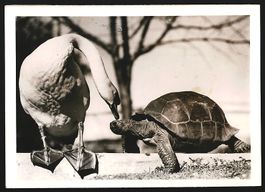 Fotografie Ansicht Sydney, Schwan und Sc