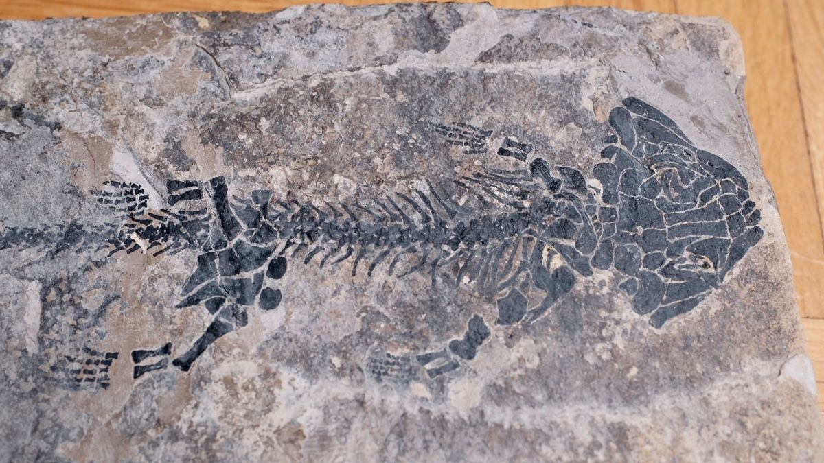 Toutes les décorations: Fossil -  Discosauriscus austriacus – D'occasion à Biel/Bienne par nimmes 1