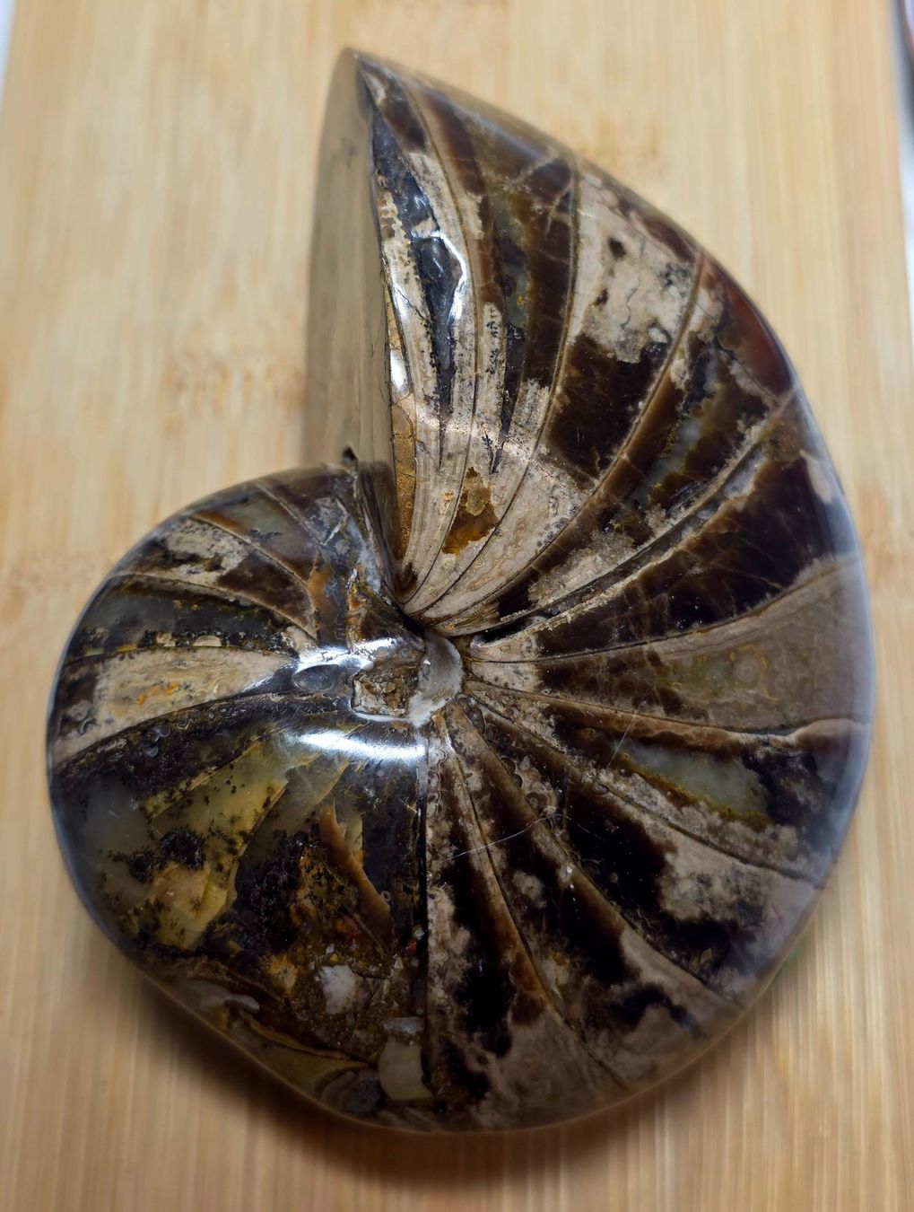 Fossili: Ammonit 725g – Nuovo e nell'imballaggio originale da Matzingen venduto da Shay_Crystalz