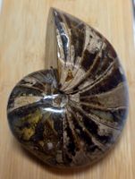 Ammonit 725g