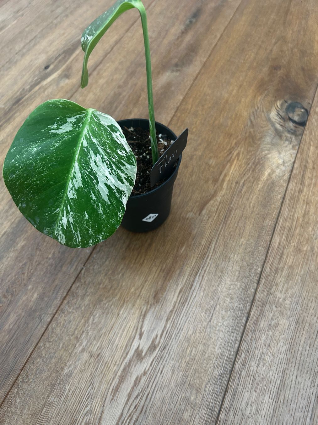 Piante & sementi: Monstera albo🤍 – Usato da Wattwil venduto da Mikesplantshop 2