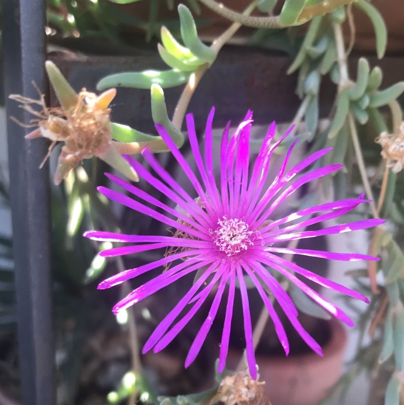 LAMPTANTHUS SPECTABILIS - KRIECHENDE MITTAGSBLUME (Neu (gemss  Beschreibung)) in Buchs AG fr CHF 6  mit Lieferung auf Ricardo kaufen