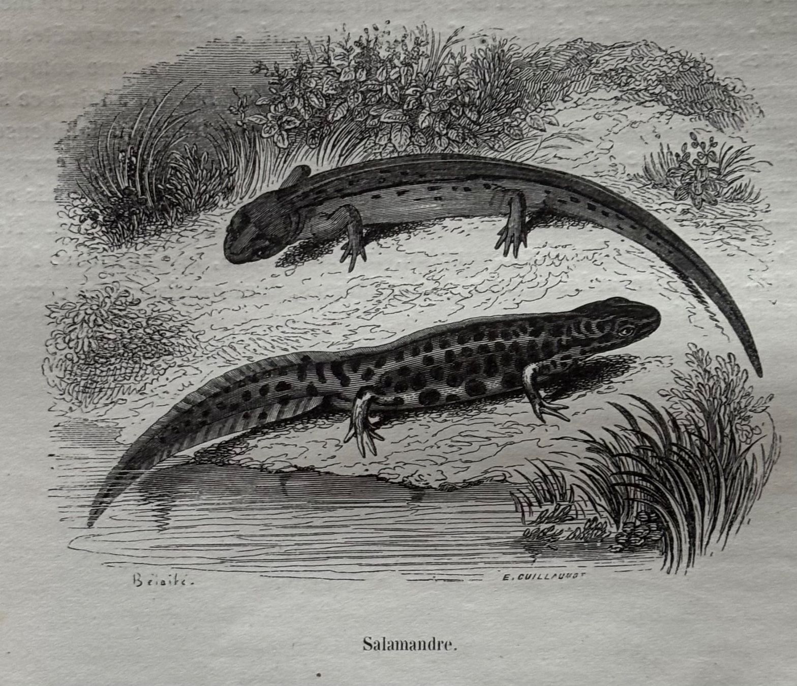 Stiche: Stahlstich 1843 - Salamander – Gebraucht aus Frauenfeld von Merk52
