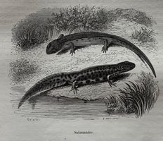 Stahlstich 1843 - Salamander