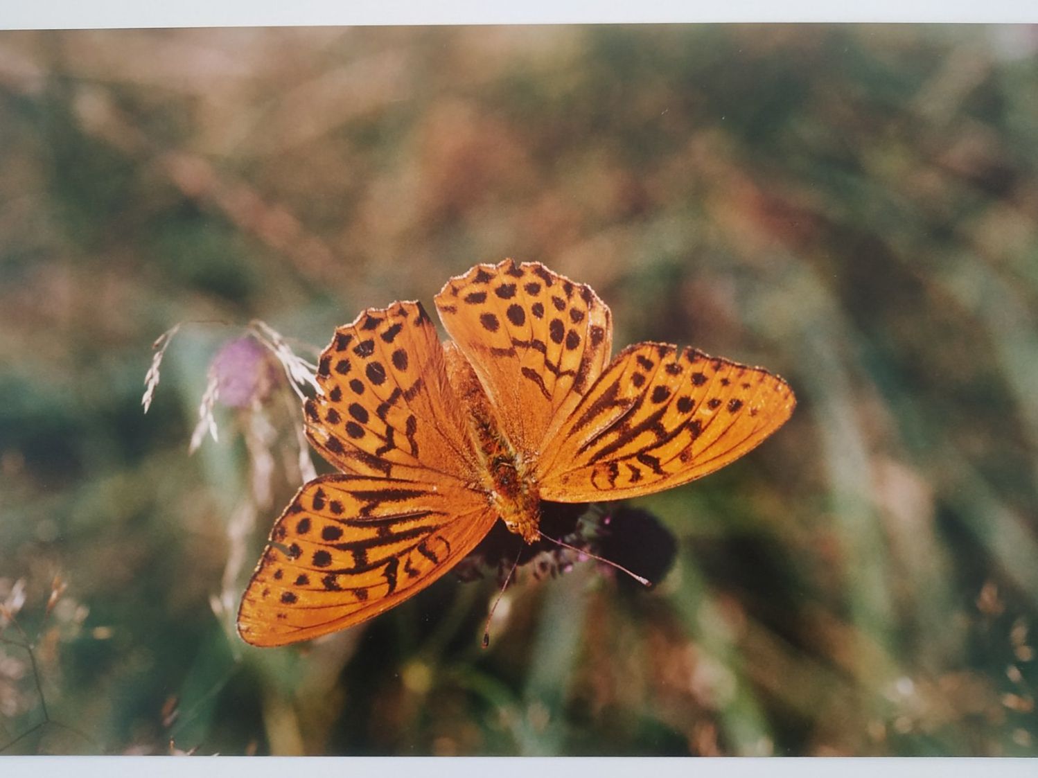 Foto & Immagini: Foto "Schmetterling" 35x24cm – Nuovo (secondo la descrizione) da Wangs venduto da son_klein