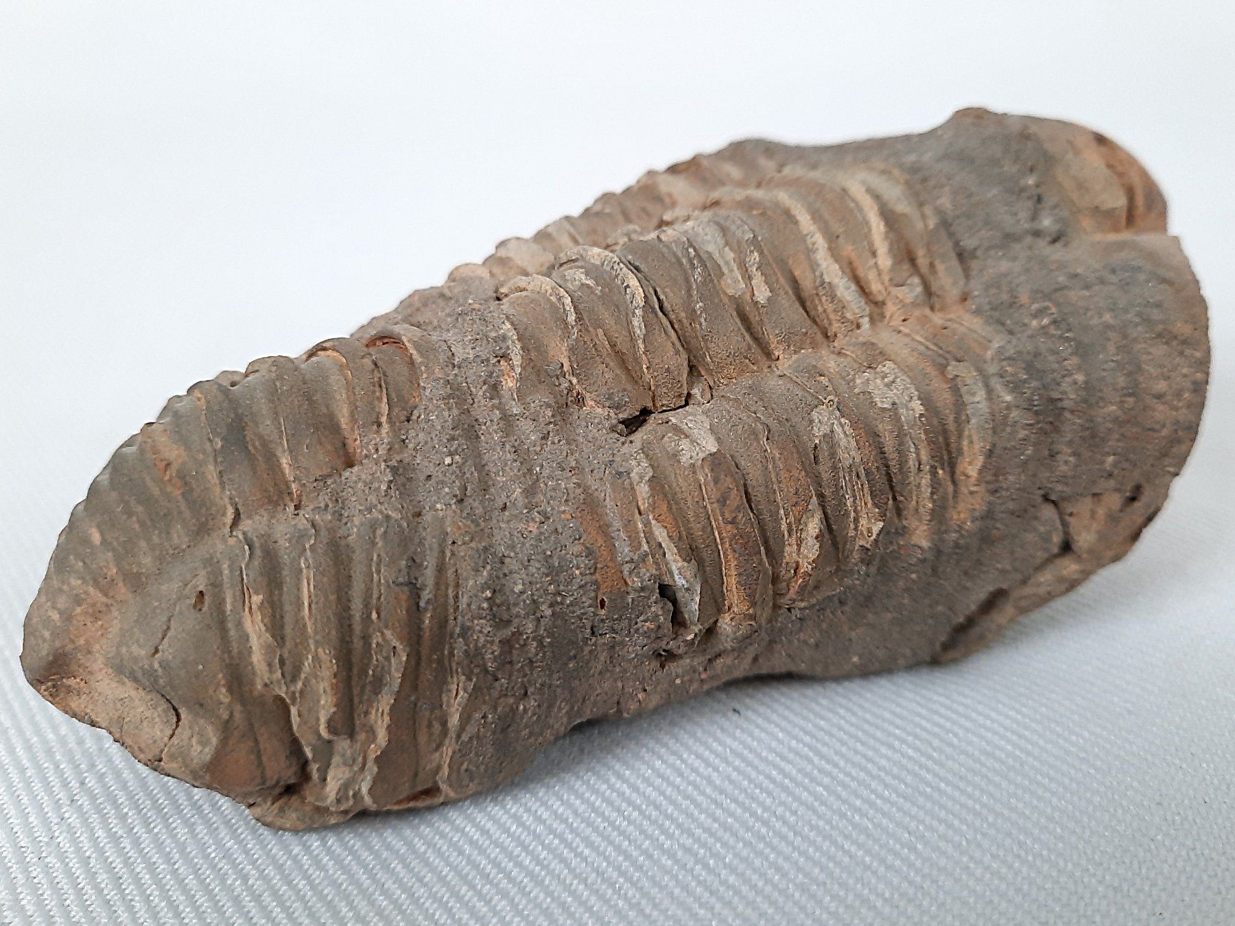 Fossili: Fossile Trilobiten – Usato da Beinwil am See venduto da Restwert_Beinwil 4