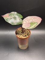 Alocasia Yucatan Princess Pink Variegata