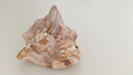 Cassis cornuta Gehörnte Helmschnecke Sea shell 373 Gramm