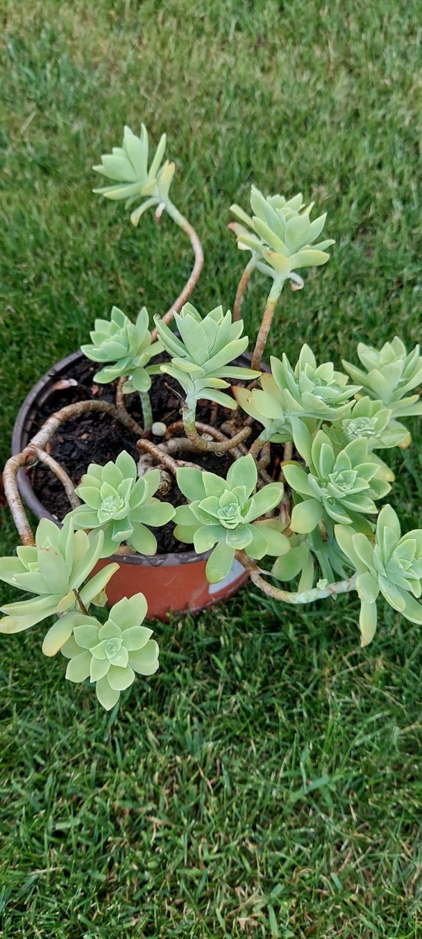 Pflanzen & Samen: Sedum Palmeri – Neu (gemäss Beschreibung) aus Küssnacht am Rigi von Mukare 2