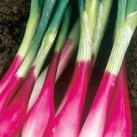 OIGNONS VIOLET DOUX (TROPEA) +1000g