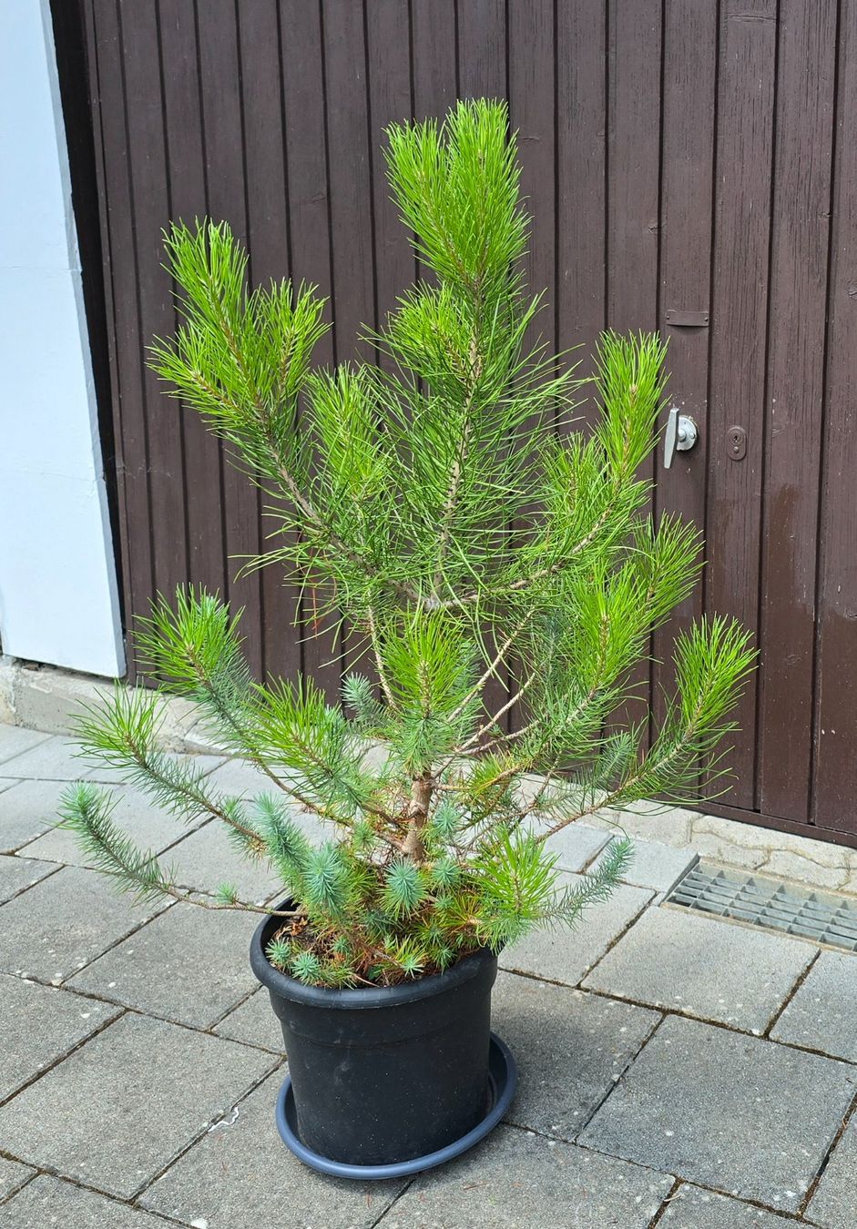 Pflanzen & Samen: Pinus silver crest 🌲 – Gebraucht aus Aarburg von popkorn65 3