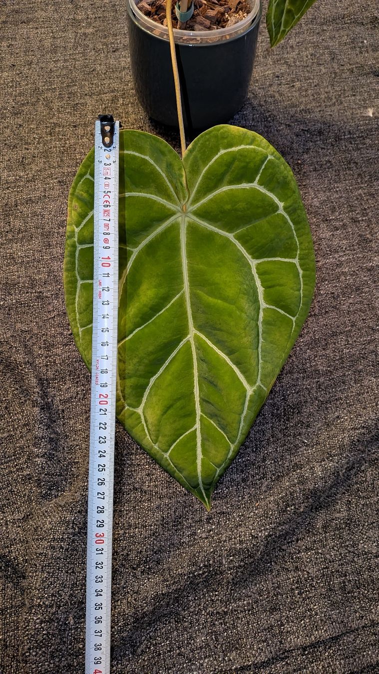Piante & sementi: Anthurium Crystallinum – Usato da Altbüron venduto da luc_b7f5 1