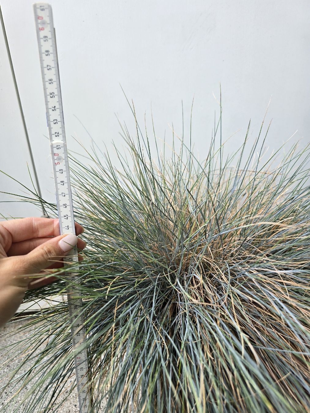 Piante & sementi: Grosser Blauschwingel im Elho Topf – Usato da Rickenbach b. Wil venduto da Kth_v8 2