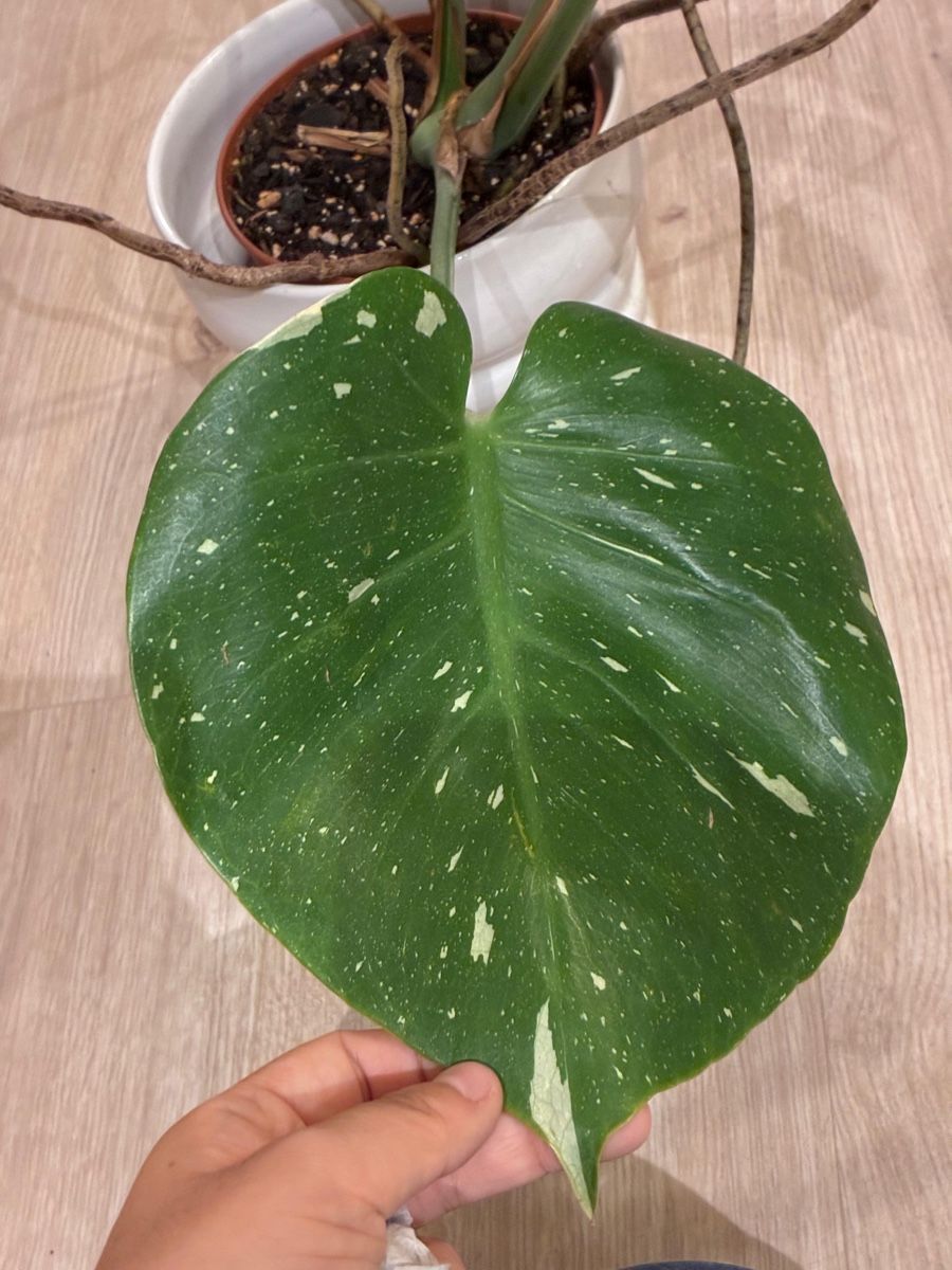 Pflanzen & Samen: Monstera Thai Constellation Pflanze panaschiert – Gebraucht aus Reinach BL von isa_cgz8 3