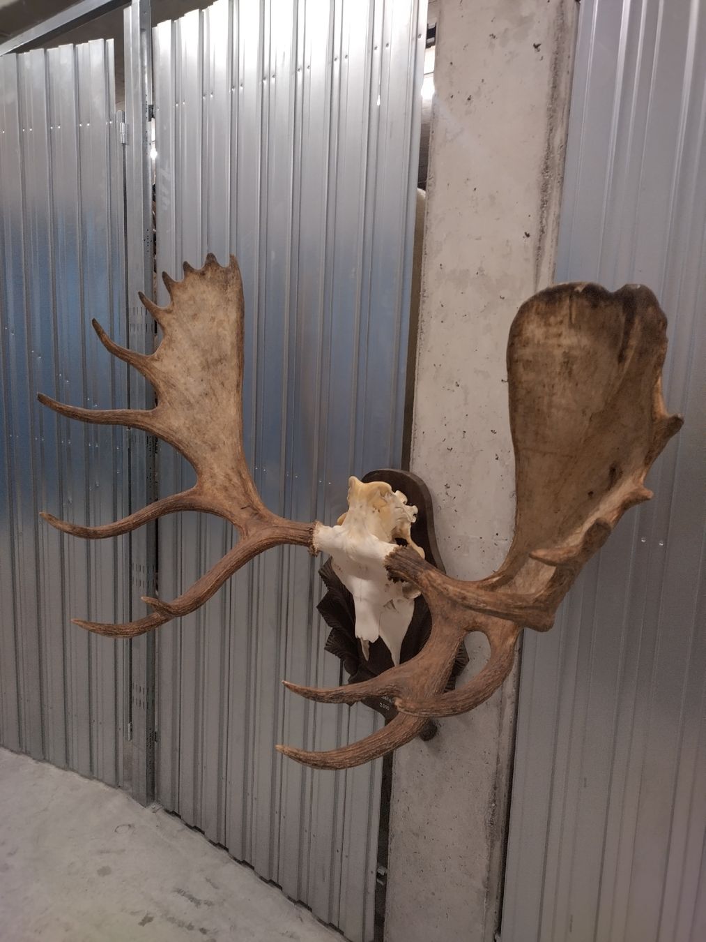Welt der Tiere: Grosser Elch Geweih Schädel Jagdtrophäe Deko Hirsch – Gebraucht aus Wettingen von Bwalti 1