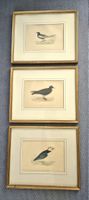 3 Vogel-Bilder