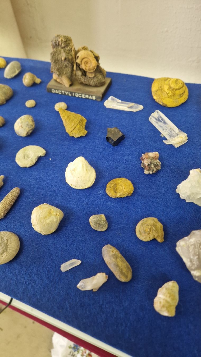 Fossili: Fossiliensammlung – Usato da Niederhasli venduto da rehauge01 7