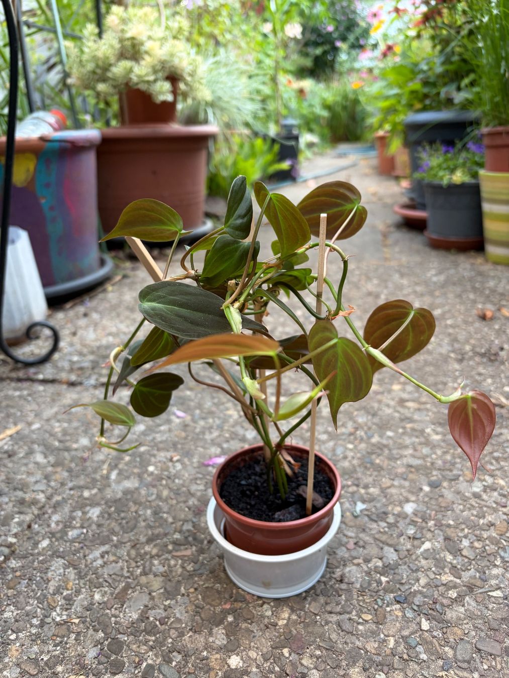 Piante & sementi: Philodendron scandens micans, getopfte Pflanze – Nuovo (secondo la descrizione) da Winterthur venduto da Aniger 2