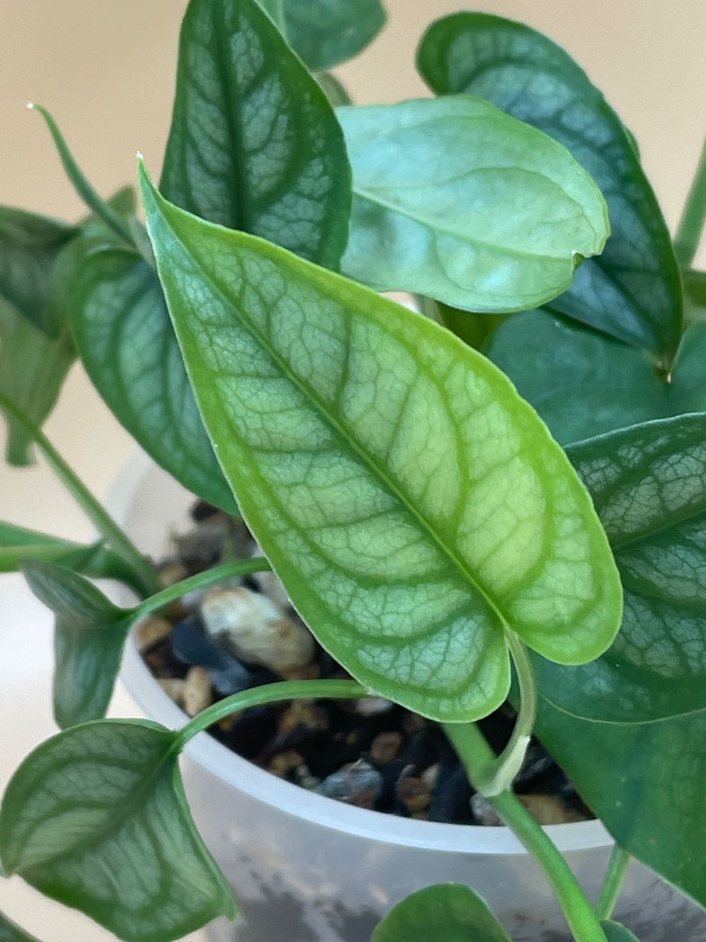 Piante & sementi: Monstera siltepecana – Nuovo (secondo la descrizione) da Zürich venduto da Leafscape 1