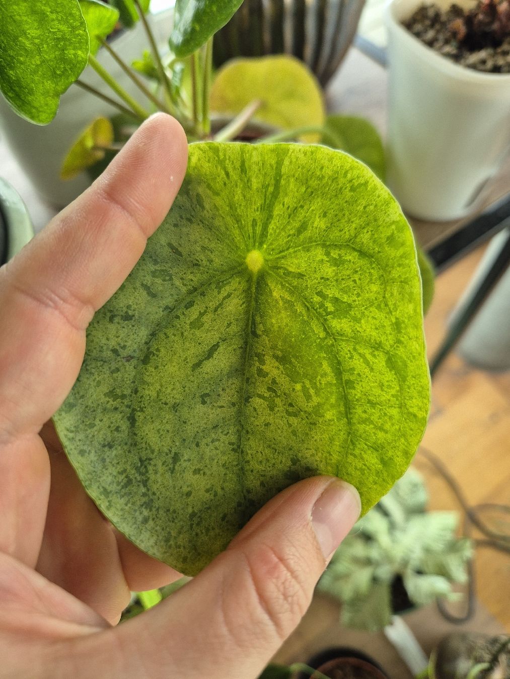 Piante & sementi: Pilea Mojito – Usato da Urtenen-Schönbühl venduto da Pflanzenherberge 2