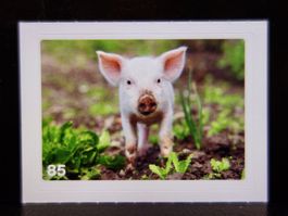 MIGROS MANIA Nature Detectives Nr. 85