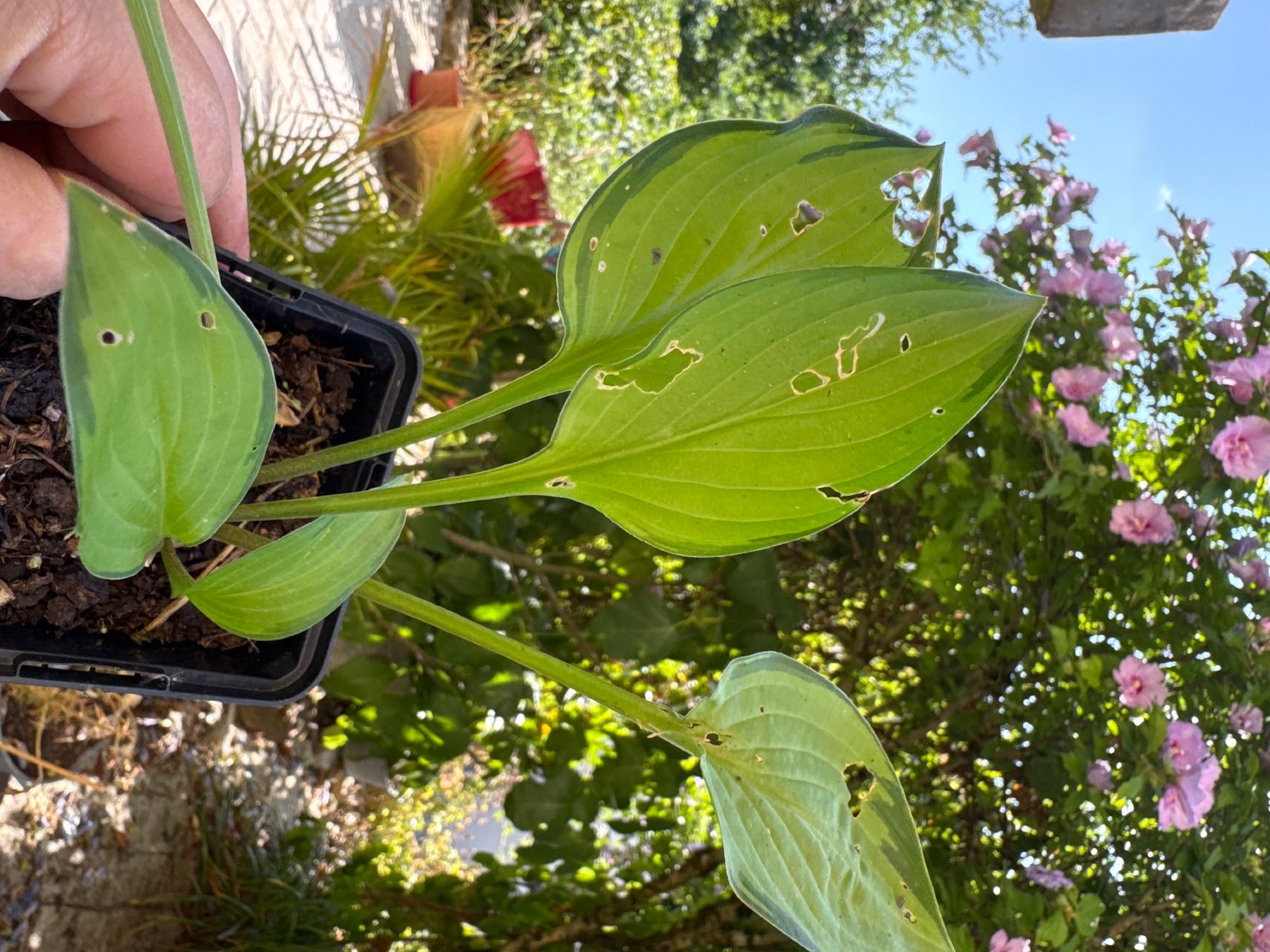 Piante & sementi: Hosta Green With Envy 1 – Usato da Lajoux JU venduto da Briard0 1