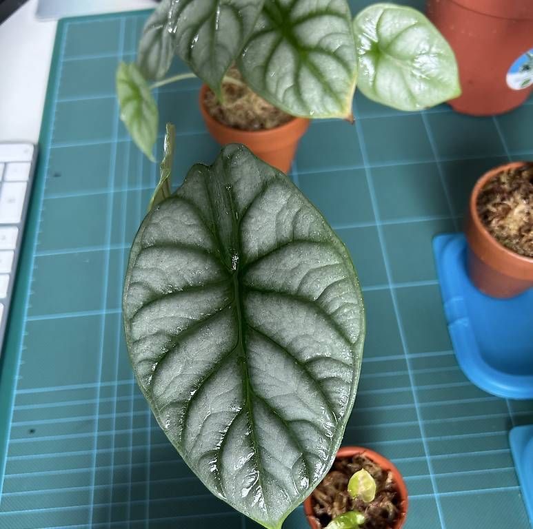Piante & sementi: Alocasia Dragon Scale – Usato da Wil SG venduto da LucasL. 1