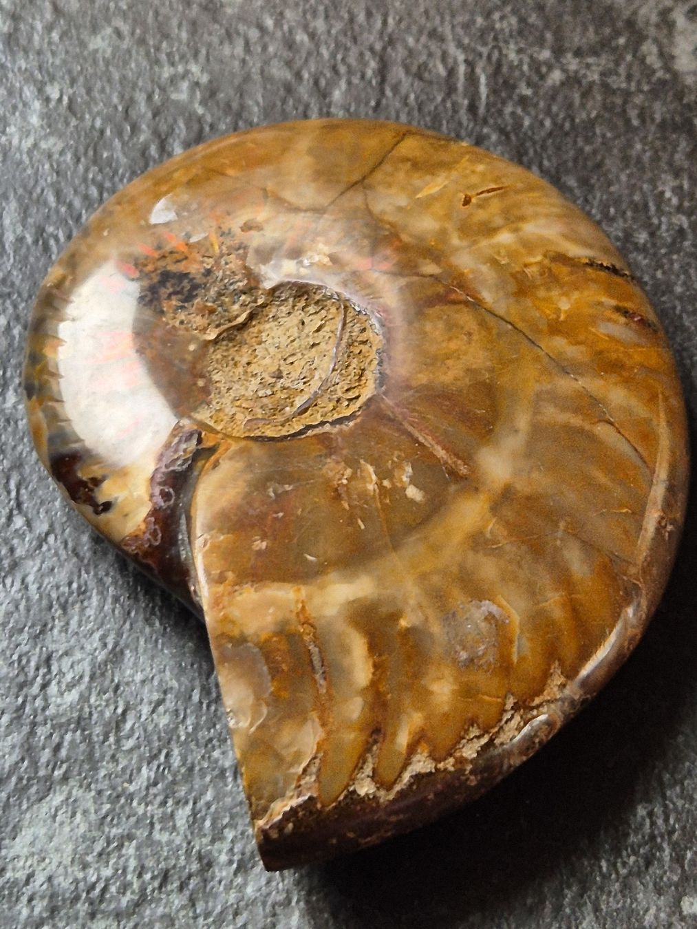 Fossili: Versteinerte Nautilusschnecke – Nuovo (secondo la descrizione) da Abtwil SG venduto da Adler770 3
