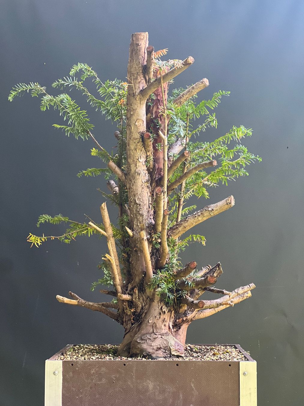 Piante & sementi: Bonsai Yamadori Rohling Eibe – Usato da Steckborn venduto da ben_gz56 4
