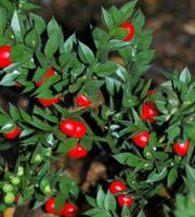 30 SAMEN “RUSCUS ACULEATUS” IMMERGRÜN 🌱