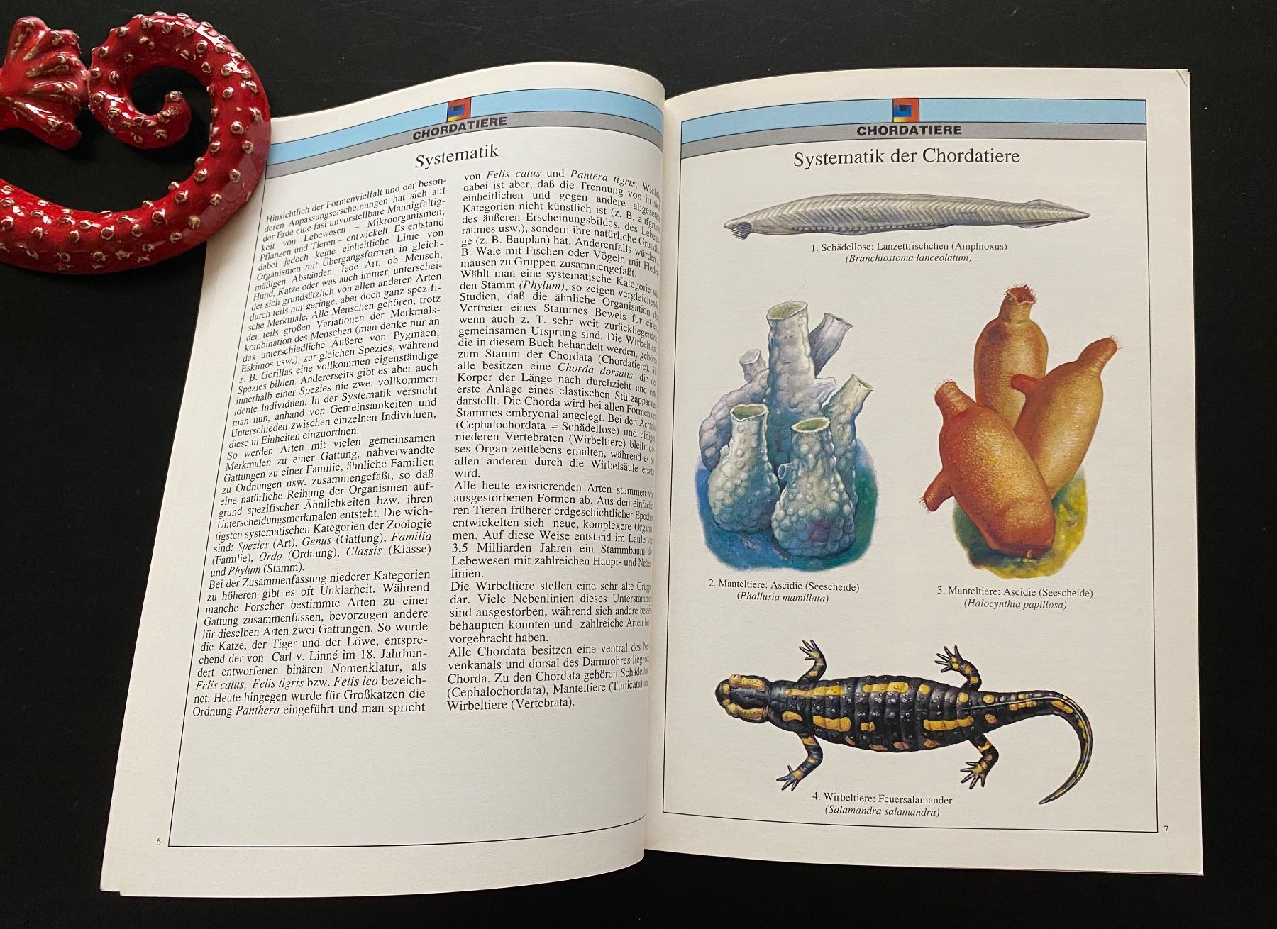 Libri: ZOOLOGIE / WIRBELTIERE – Usato da Nussbaumen AG venduto da schuba2000 2