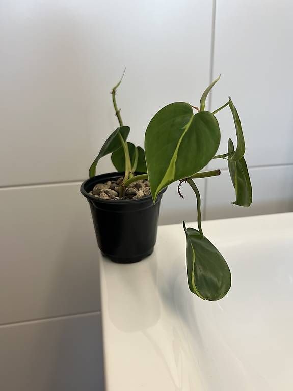Pflanzen & Samen: Philodendron scandens Brasil – Gebraucht aus Sargans von -VS- 1