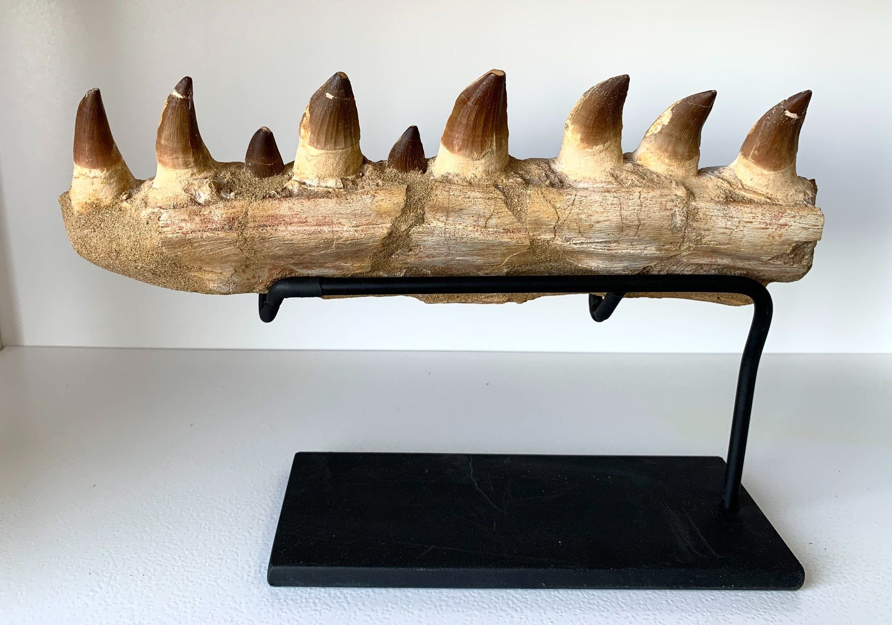 Fossili: Mosasaurus sp. - Kieferfragment - Original – Nuovo (secondo la descrizione) da Samstagern venduto da Spliti 1