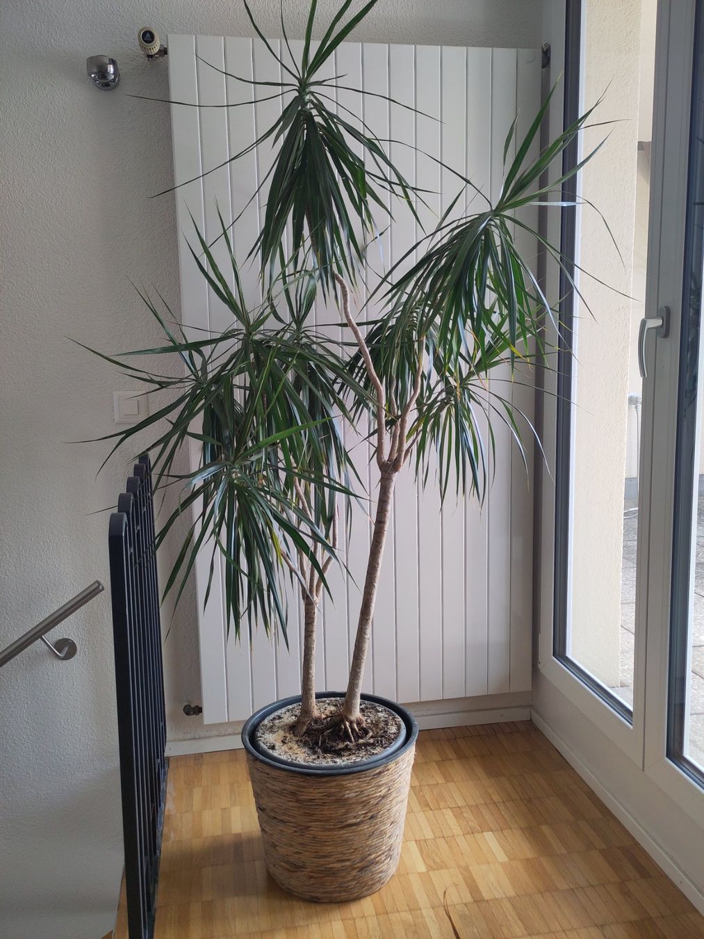 Piante & sementi: Zimmerpflanze Drachenbaum ca. 1.80 m – Usato da Zürich venduto da babsypsilon 2