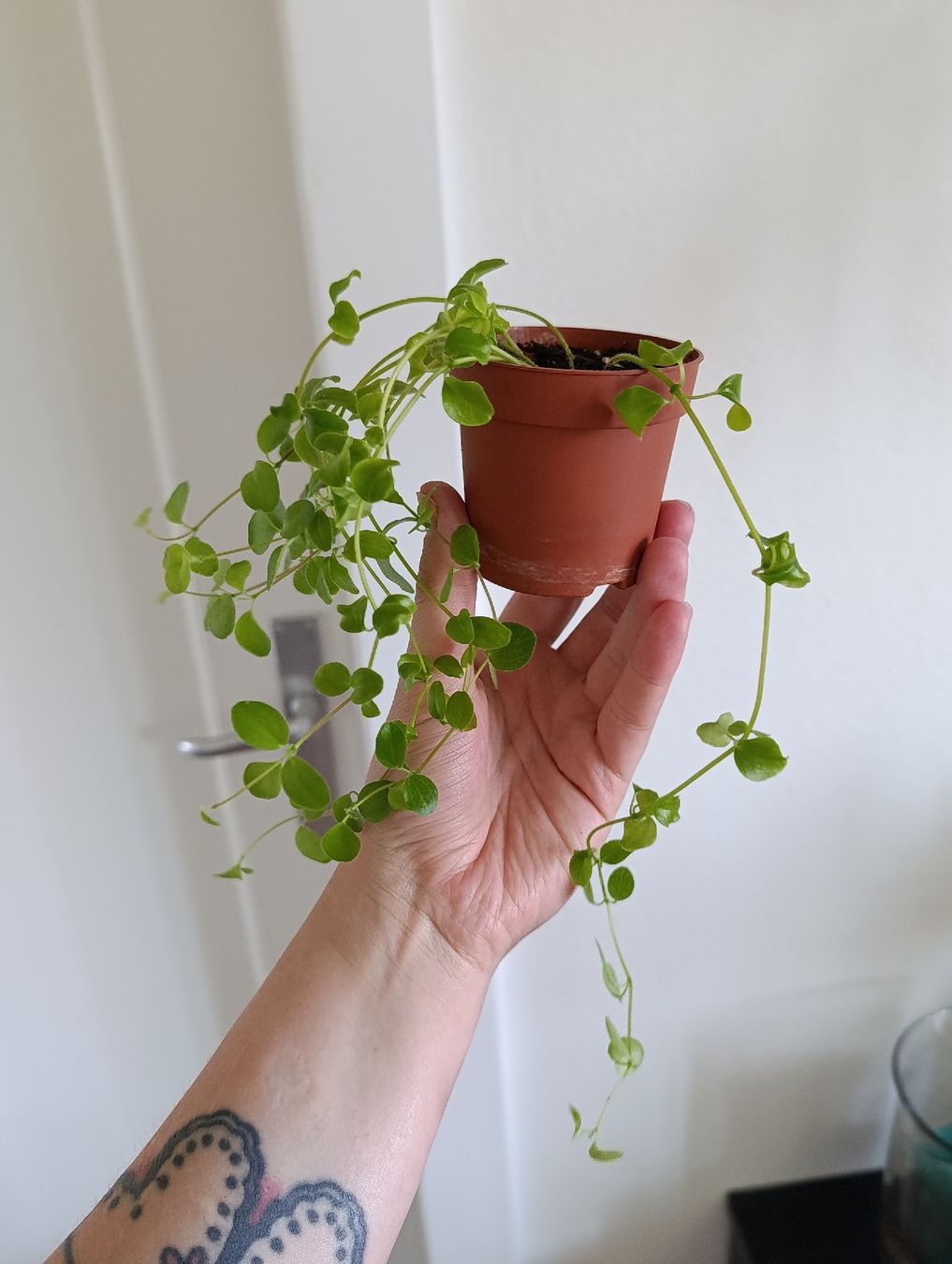 Piante & sementi: Peperomia Rotundifolia  – Nuovo (secondo la descrizione) da Baar venduto da L.isa28 3