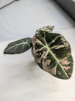🌱 Alocasia Black Velvet Pink
