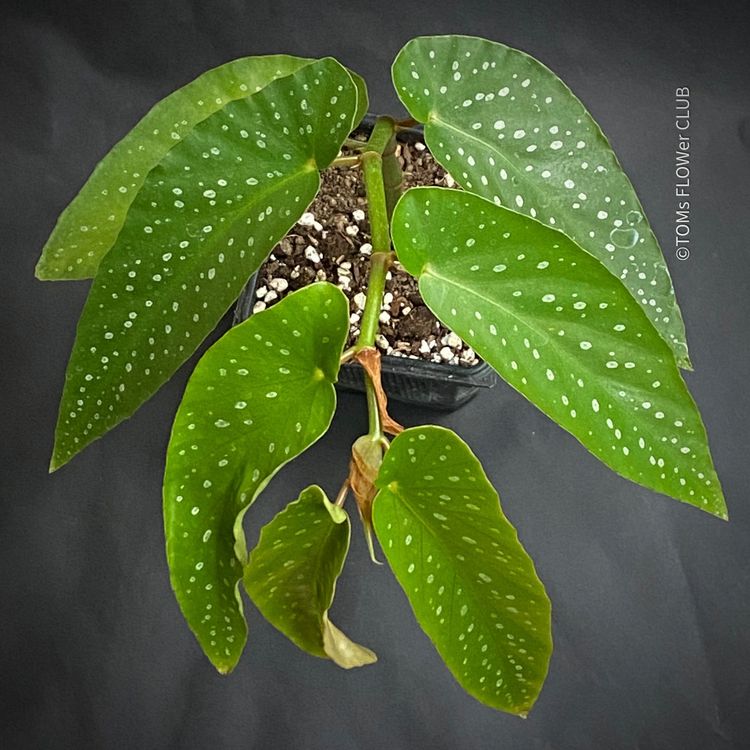 Begonia maculata tamaya | Comprare su Ricardo