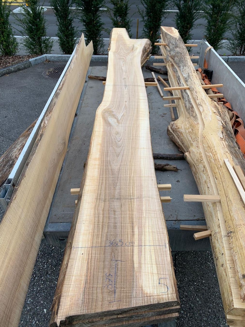 Articoli in legno: Ulmen Bretter – Nuovo (secondo la descrizione) da Lotzwil venduto da gia_bn2w 5