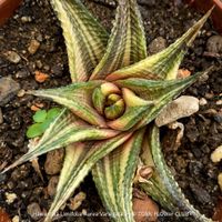 Haworthia Limifolia Aurea Variegata - Sammler-Rarität