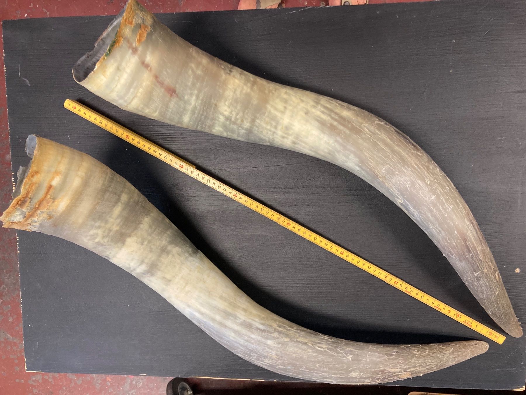 Welt der Tiere: 2 Rinderhörner 70-80 cm lang – Gebraucht aus Grosswangen von arum01